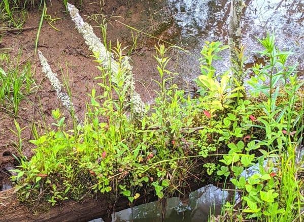 Plants growing on a log over water in the Cranberry Glades Botanical Area