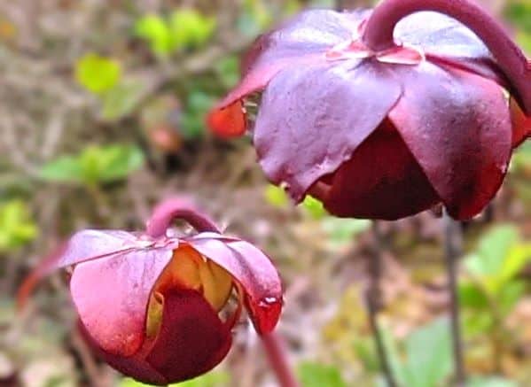 Purple Pitcher Plant blooms