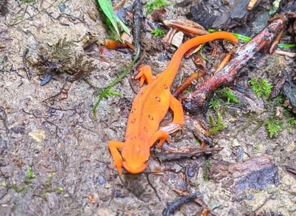 Close up of a red spotted newt