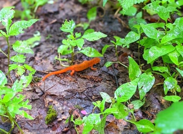 Red spotted newt on the ground in Droop Mountain Battlefield State Park