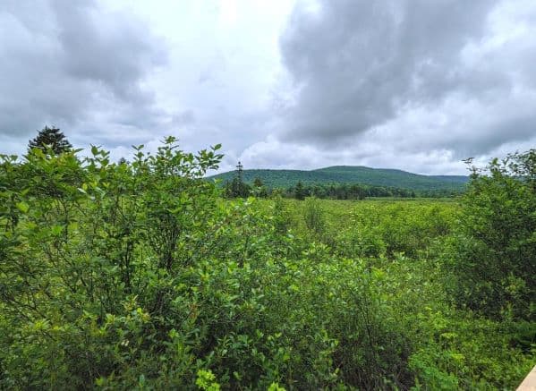 View of the Cranberry Glades Botanical Area. Greenery as far as you can see.