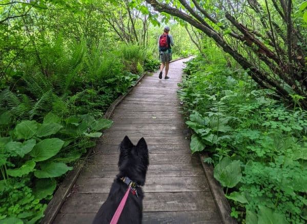 Woman and black dog walking the Cranberry Glades Boardwalk