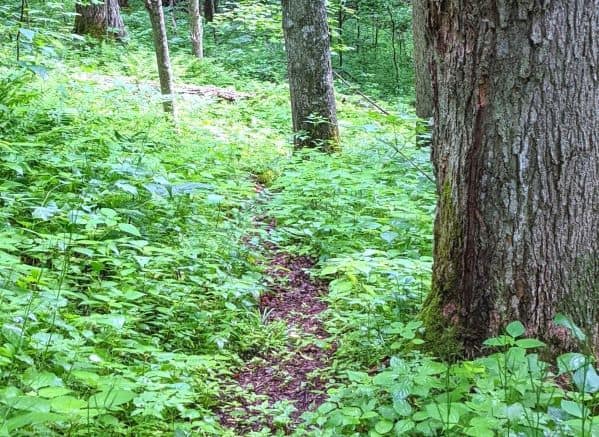 One of the trails in Droop Mountain State Park. The trail is overgrown with the plants along the forest floor.