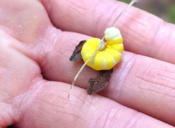 small yellow worm/caterpillar being held in a hand