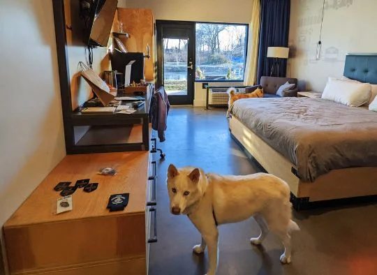 2 dogs investigating the hotel room
