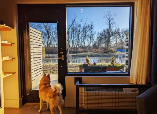 A dog looking out the back door in a dog-friendly hotel room