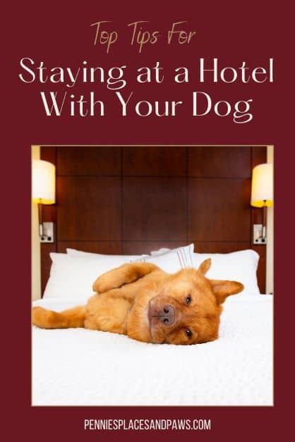 Tips for Taking Your Dog to a Hotel | Pennies, Places, and Paws