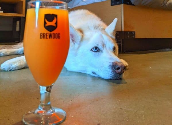 White husky laying on the floor behind a glass of BrewDog Beermosa