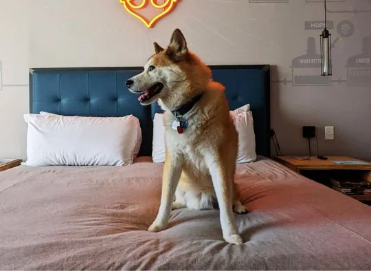 Dog sitting on bed looking off to side