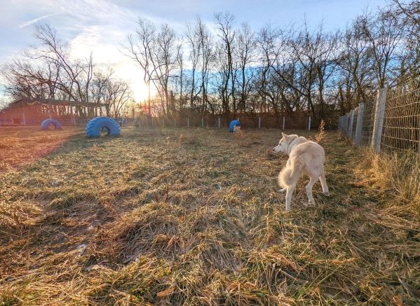  Husky in the DogHouse Hotel Dog Park, there are several large blue tires in the ground for dogs to run around. Sun is rising behind park amongst a bright blue sky.