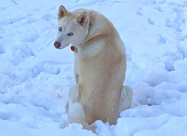 White husky sitting in the snow with head turned towards camera