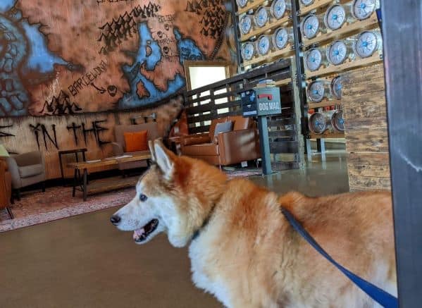 Red and white dog standing in the waiting area for the BrewDog Restaurant