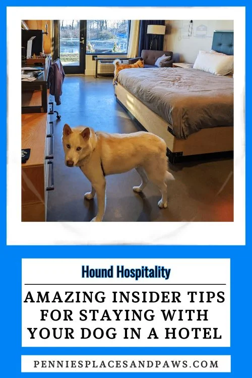 Tips for staying with your dog in a hotel pin