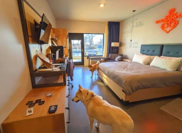 Two dogs standing in a hotel room