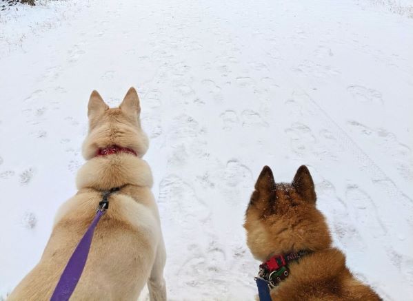 Two dogs looking down a snowy path; one brown and one white