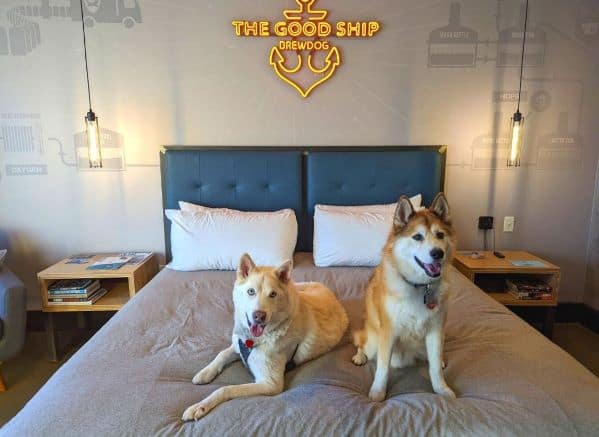 Two dogs (one white husky and one red shiba inu mix) on the hotel bed in DogHouse Hotel. A red neon sign glows behind them on the back wall behind the headboard of the bed.The sign is an anchor with text that says THE GOOD SHIP BREWDOG. Besides the bed on each side are nightstands with books.