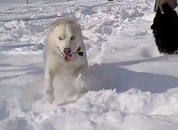 two dogs running in the snow