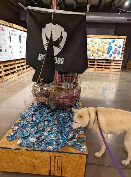 White husky investigating an exhibit in the BrewDog Beer Museum. The exhibit is made up of different beer cans crushed and shaped to create a pirate ship.