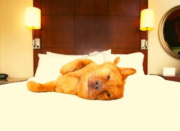 brown dog laying on a hotel bed