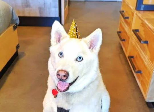 Husky wearing party hat in a hotel room