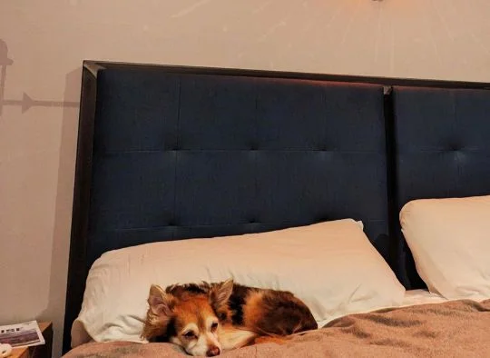 small dog sleeping on hotel pillow