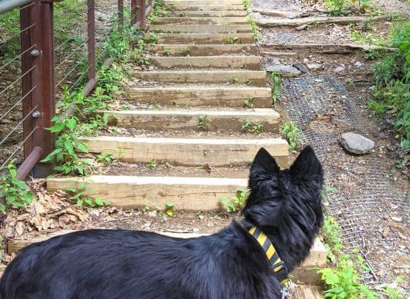 Black dog standing parallel to wooden steps that are as wide as she is long
