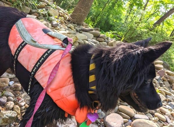 Black dog wearing life jacket on rocky beach