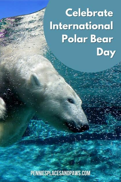 Pinterest pin for Celebrate International Polar Day post