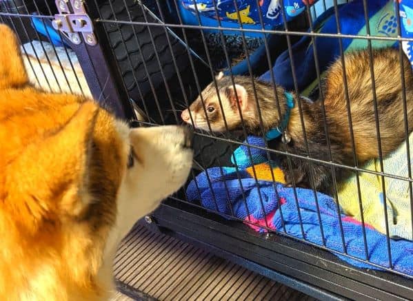 Dog and ferret smelling each other through a cage