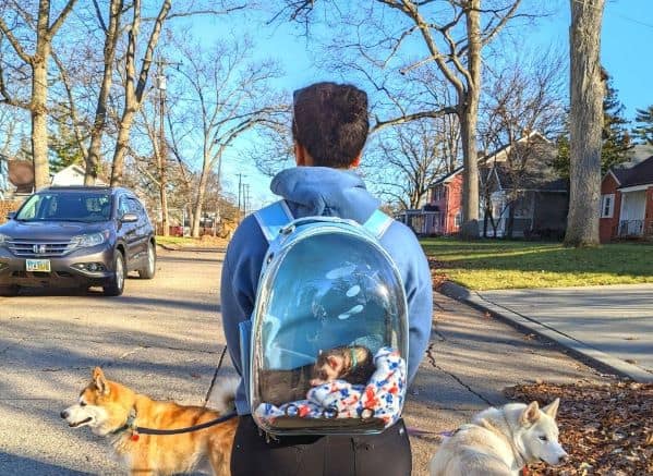 Ferret in a backpack. Person wearing backpack is also walking two dogs