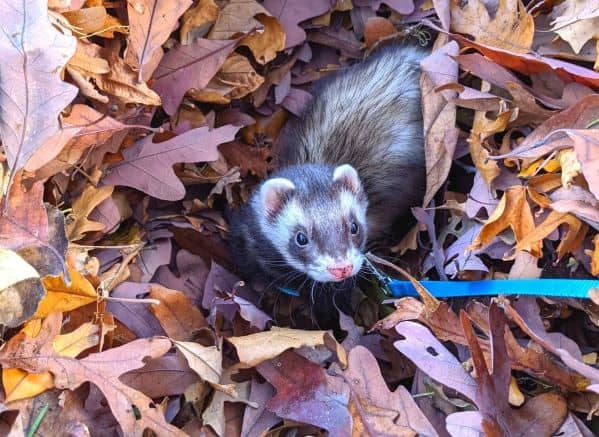 Ferret in a pile leaves