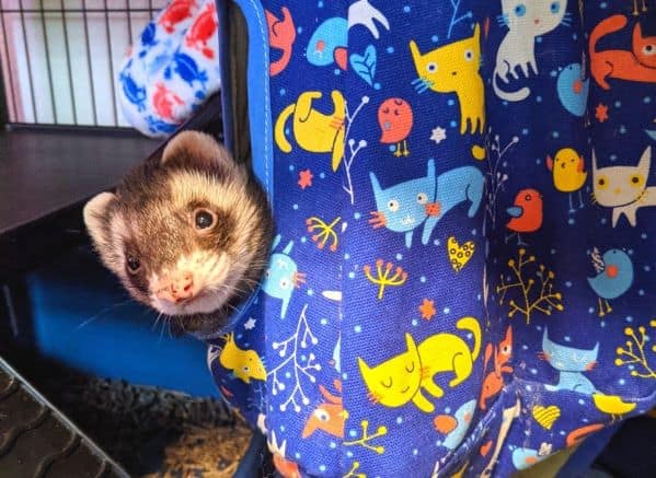 Ferret looking out of a hanging hammock