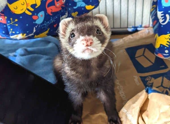 Ferret looking up at camera