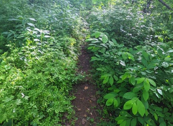 Overgrown trail to the Seneca Rocks swimming hole