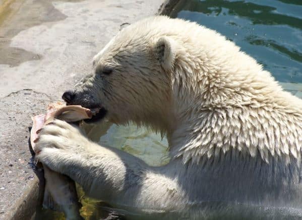 Polar bear eating a fish at the edge of its pool