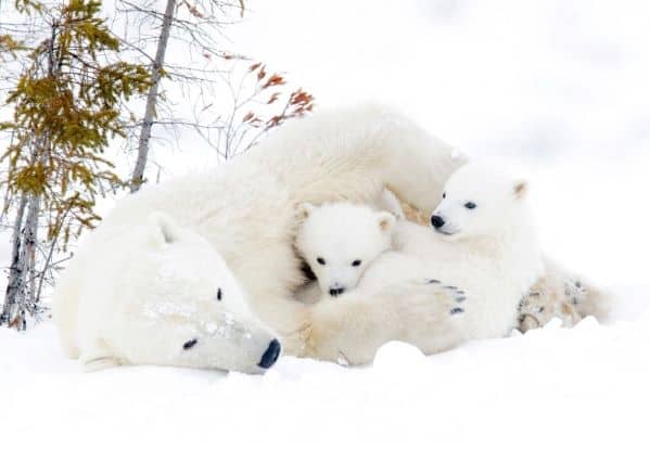 Polar bear mother laying with two small cubs in the snow