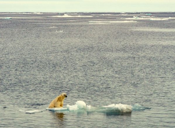 Polar bear on small ice cap