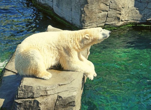 Polar bear sitting on a rock in the middle of the pool in it's enclosure
