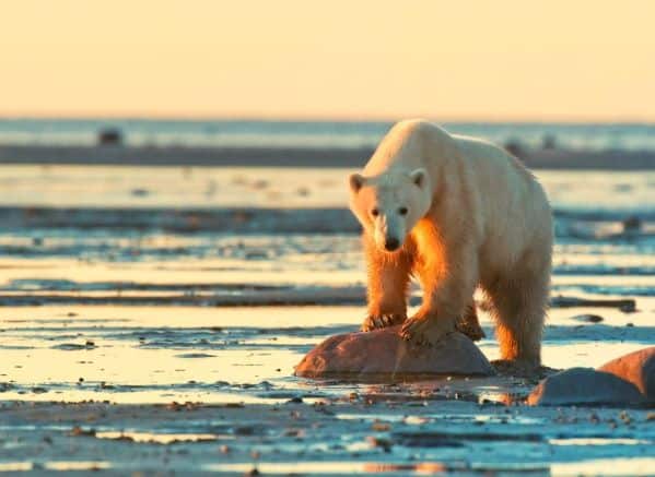 Polar bear standing on a rock on a beach