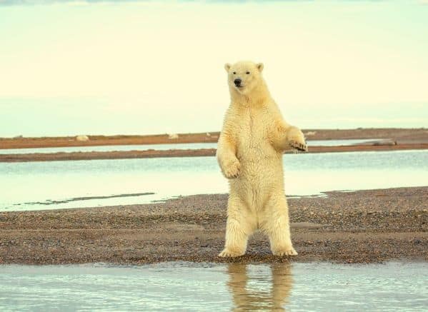 Polar bear standing on hind legs on the beach near the waterline