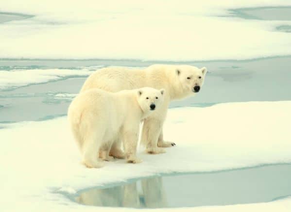 Polar bear walking with cub that is almost the same size on ice near water