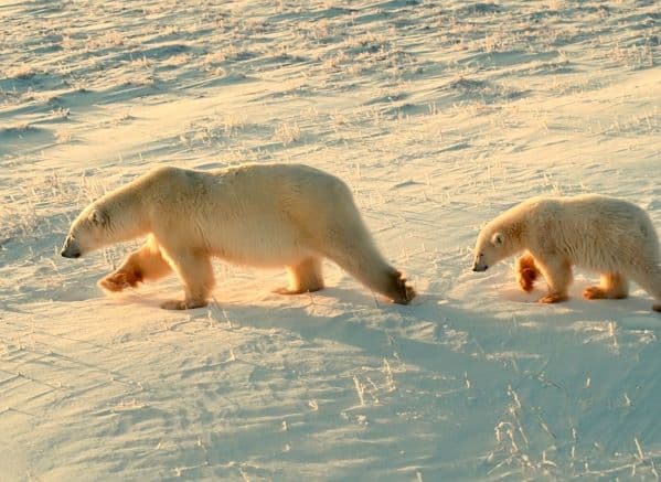 Polar bear with cub walking behind her in the snow