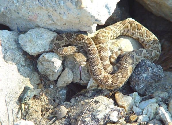 Rattlesnake sitting on rocks  