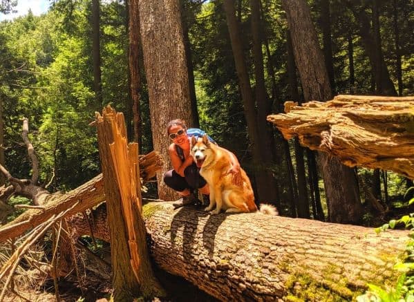 Red-and-white-dog-sitting-next-to-woman-on-a-large-log-in-the-woods