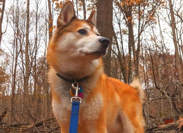 Red and white dog standing in a forest of fall foliage