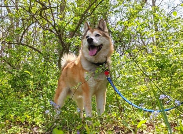 Red and white dog standing in woods with new spring growth