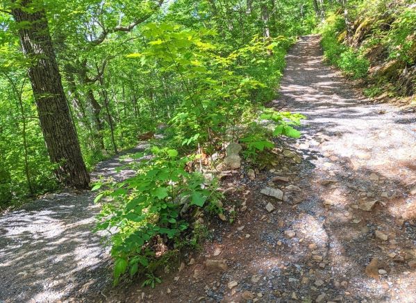 Switchback trail at Seneca Rocks