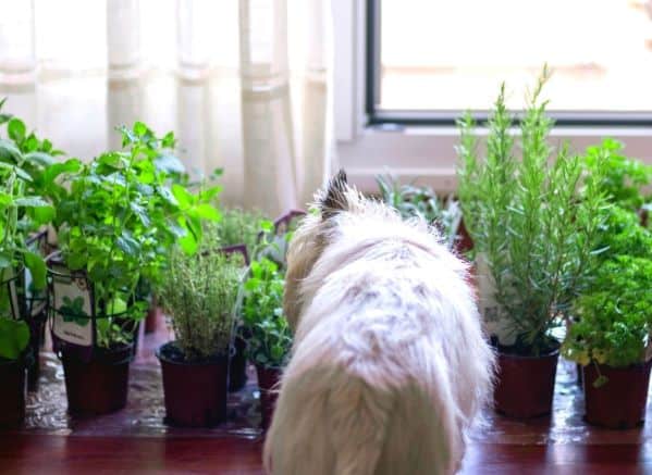 Dog looking at a row of pots containing herbs