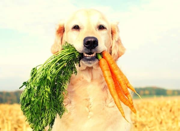 Golden retriever holding carrots