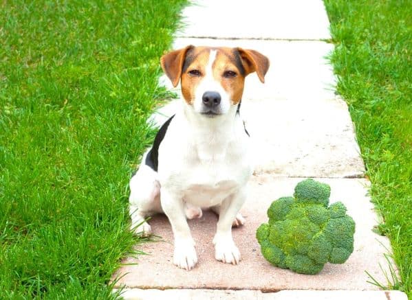 Jack Russell sitting next to a head of broccoli